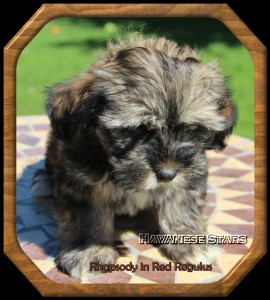 mle 10 semaines fauve charbonn Havanese Stars