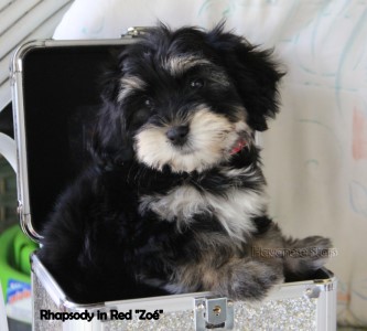 femelle bichon havanais black and silver Havanese Stars