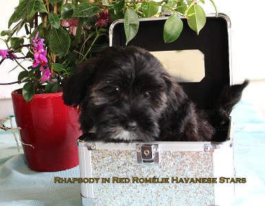 bichon havanais femelle bringe10 semaines  Havanese Stars