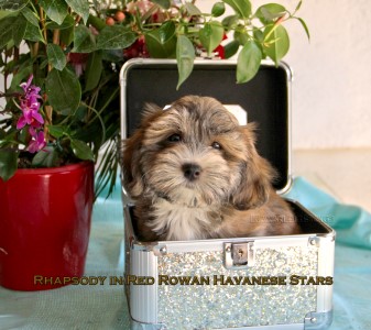 bichon havanais 10 semaines mle bring Havanese Stars