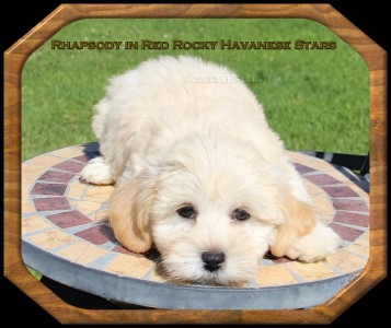 mle fauve clair bichon havanais Havanese Stars