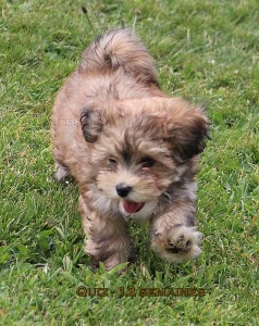 QuackQuack Quiz of Havanese Stars - Marguerite Seeberger