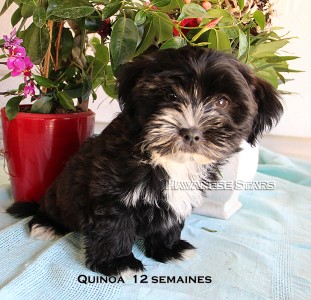 QuackQuack Quinoa femelle havana brown 12 semaines