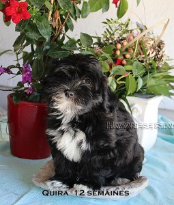 QuackQuack Quira of Havanese Stars - 12 semaines