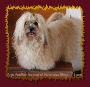 bichon havanais femelle Anja Another Acrobat of Havanese Stars - Marguerite Seeberger Switzerland