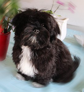 PickPocket Philmon of Havanese Stars "Guiness" bichon havanais noir
