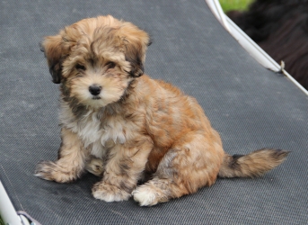 Rhapsody in Red Robbie of Havanese Stars  Mme N. Maillard