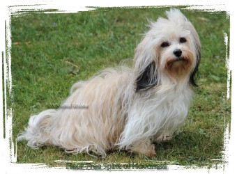 Fleur Free Spirit of Havanese - femelle fauve charbonnée et blanc bichon havanais