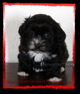 femelle bichon havanais 6 semaines Havanese Stars - Marguerite Seeberger