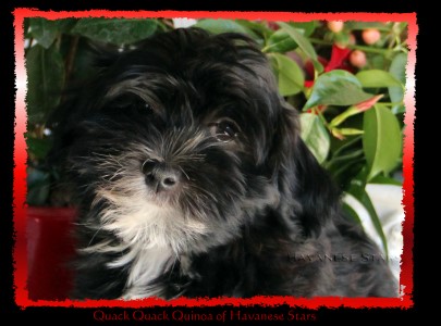 femelle noire marques blanches bichon havanais Havanese Stars - Marguerite Seeberger