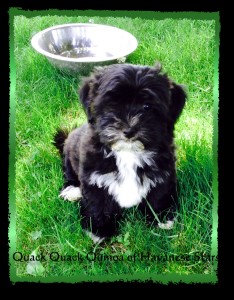 femelle bichon Havanais Havanese Stars - 12 semaines