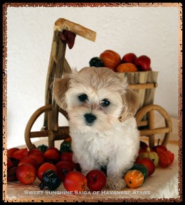 femelle fauve claire 8 semaine Saiga - rserve Havanese Stars