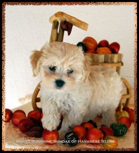 femelle bichon havanais fauve claire Sundae - disponible