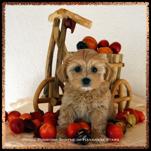 bichon havanais femelle fauve 8 semaines Shayne - Rserve