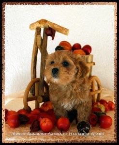 femelle havanaise 8 semaines Samba - rserve Havanese Stars