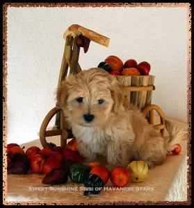 bichon havanais femelle fauve claire Sissi- rserve 