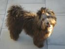 Yseult Havanese Stars  10 mois  bichon havanais  Havaneser