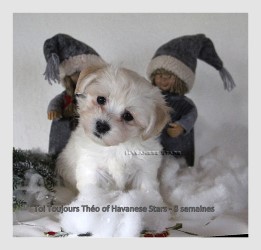 Tho of Havanese Stars bichon Havanais clair - Marguerite Seeberger