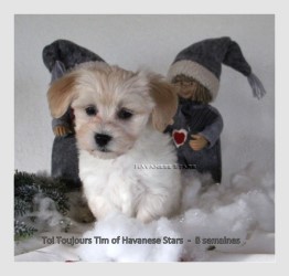 mle bichon havanais fauve clair - Havanese Stars - M. Seeberger