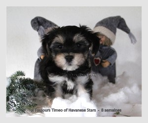 Timeo of Havanese Stars mle black and silver - Marguerite Seeberger