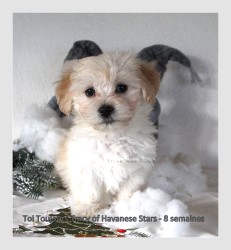 Toinon Havanese Stars femelle fauve clair - M. Seeberger