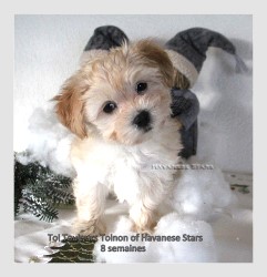 Toinon  Havanese Stars fauve clair - M. Seeberger 