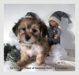 Trsor mle fauve charbonn Havanese Stars - M. Seeberger