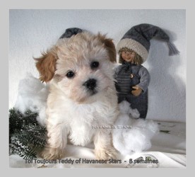 mle fauve clair Teddy Havanese Stars - Marguerite Seeberger