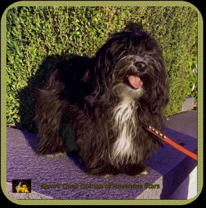 Quack Quack Quinoa of Havanese Stars