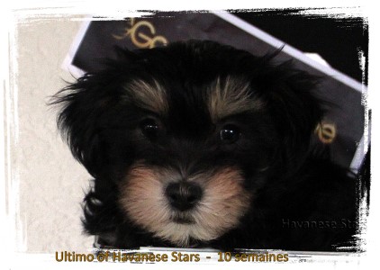 Elevage de bichons havanais Havanese Stars - Marguerite Seeberger