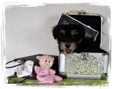 chiot Havanese Stars - M. Seeberger