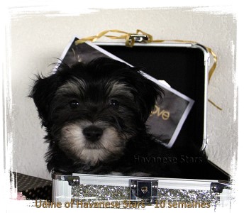 Havaneser Zucht Havanese Stars - Marguerite Seeberger chiots bichons havanais