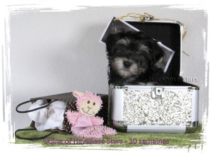 Havanese Stars - Marguerite Seeberger