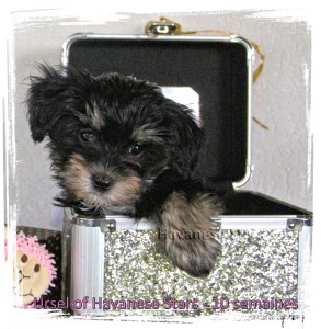 Havaneserzucht Havanese Stars  -  Marguerite Seeberger