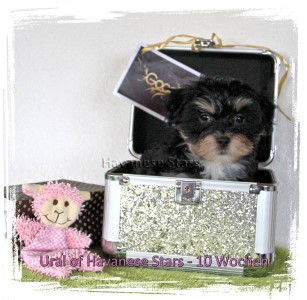 Elevage de bichons havanais Havanese Stars - Marguerite Seeberger