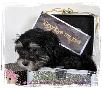 Kennel Havanese Stars - Marguerite Seeberger Switzerland