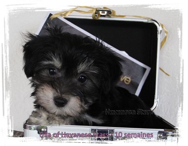 Welpe Havanese Stars - M. Seeberger