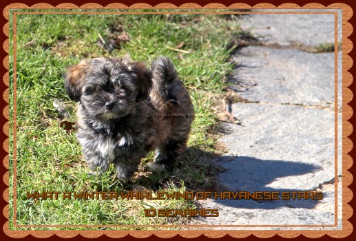 mle chiot bring Havanese Stars - Marguerite Seeberger