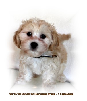chiot mle bichon havanais of Havanese Stars . Marguerite Seeberger