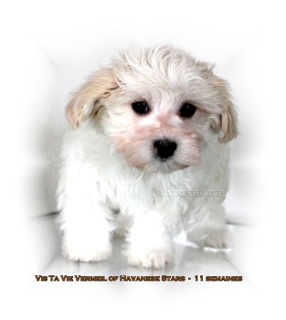 chiot Havanese Stars - 11 semaines