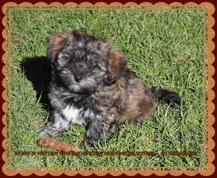 mle chiot bring Havanese Stars - Marguerite Seeberger