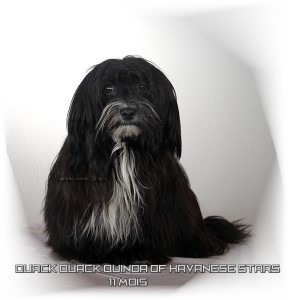 bichon havanais noir marques blanche Quinoa of Havanese Stars - Marguerite Seeberger
