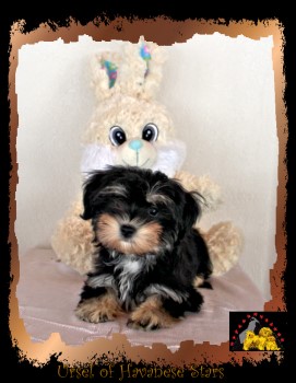 Ursel of Havanese Stars - M. Seeberger Switzerland