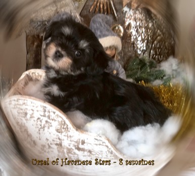 havanese female black and white - Havanese Stars Marguerite Seeberger