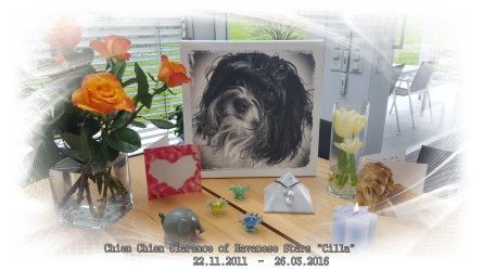 Bichon Havanais bicolore femelle Cilla de l'levage Havanese Stars