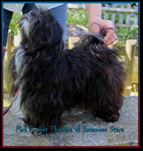 femelle bichon havanais Havana brown of Havanese Stars - Marguerite Seeberger