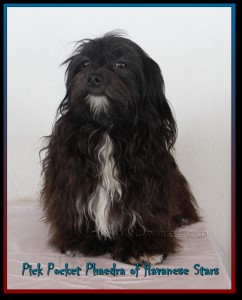 Havaneser Hndin of Havanese Stars schwarz Havana Brown M. Seeberger