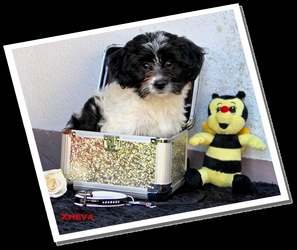 Xheva of Havanese Stars