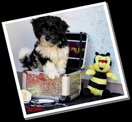 Xendi of Havanese Stars