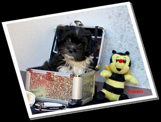 Ximbo of Havanese Stars - 